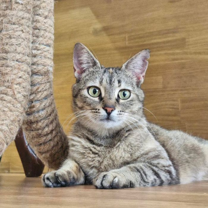 Neli
