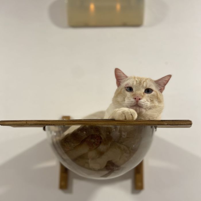 Pomelo